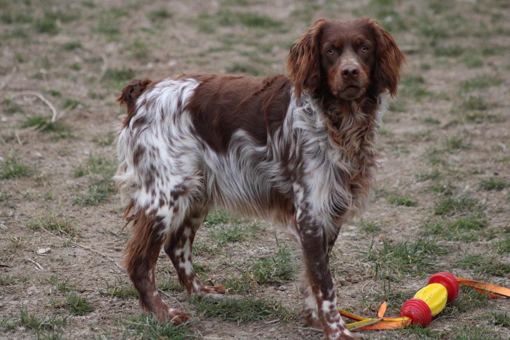 Toto de la vallée de la Py