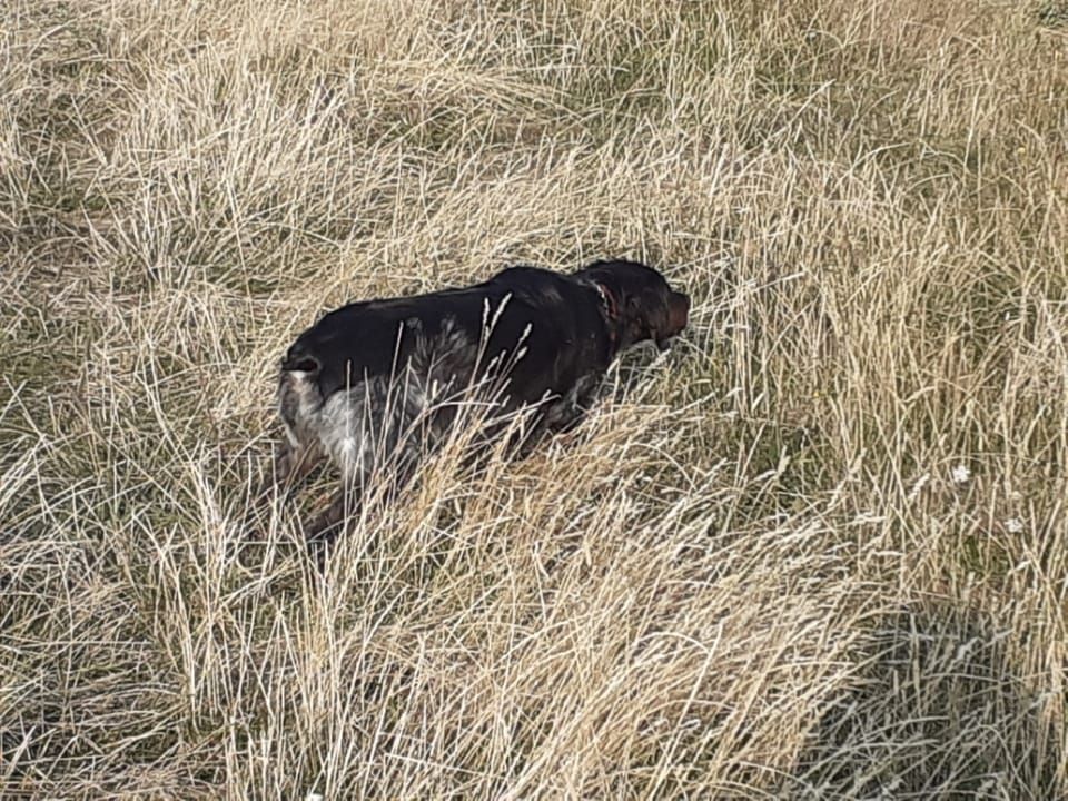 de la vallée de la Py - Reçu une photo de Oxa de la vallée de la py merci