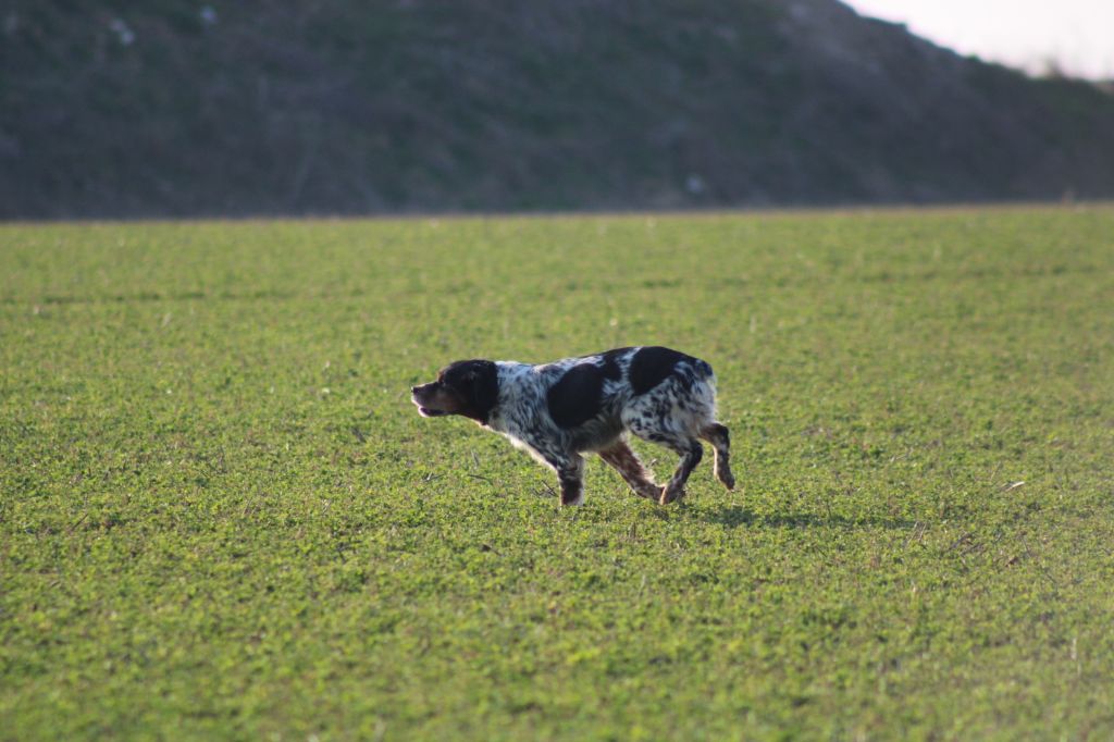 de la vallée de la Py - FIELD TRIALS DE PRINTEMPS 2021