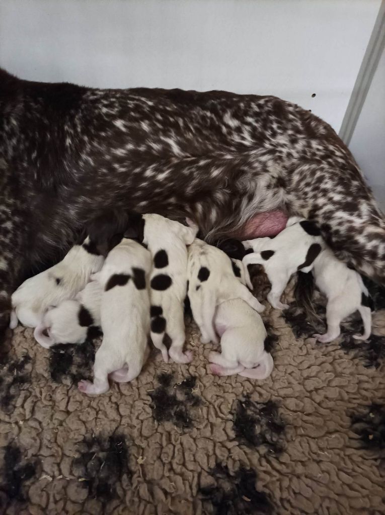 de la vallée de la Py - Naissance de 8 petits bébés 2 F et 6 M de MONA avec LIVER