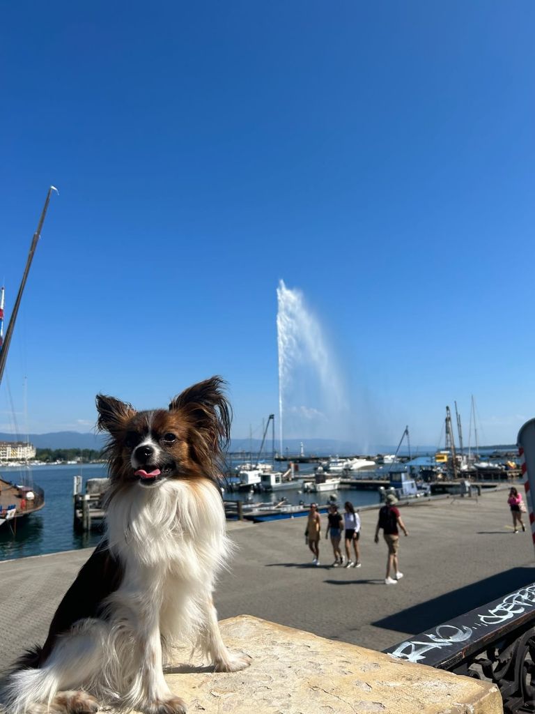 de la vallée de la Py - Reçu une photo de Sherlock de la vallée de la py merci