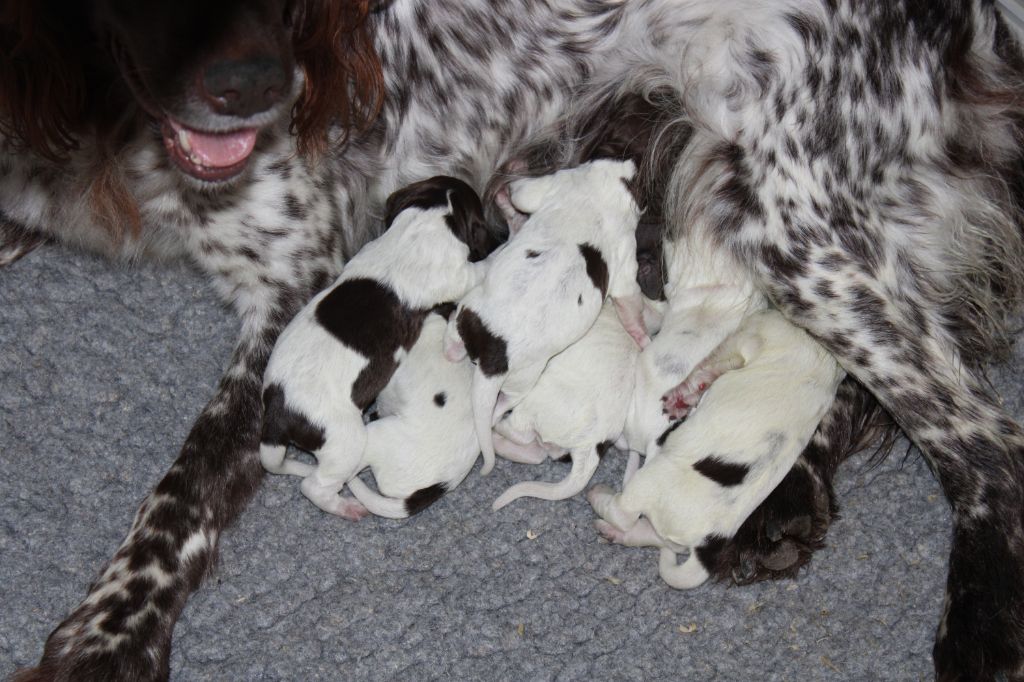 de la vallée de la Py - Naissance de 6 bébés 3 F et 3 M  INA avec MARCUS 