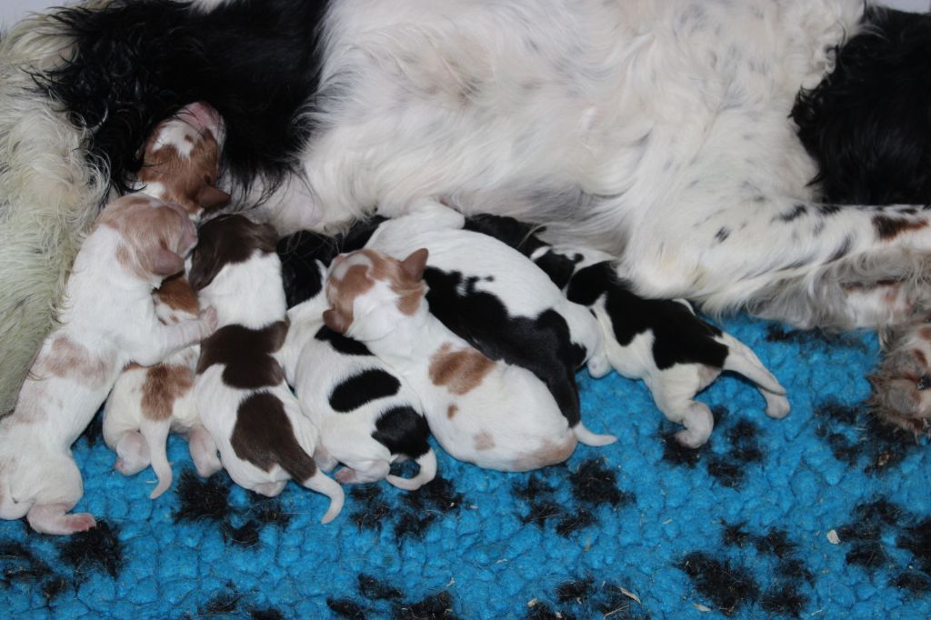 de la vallée de la Py - Naissance de 7 beaux bébés de Jody et Nebbiu