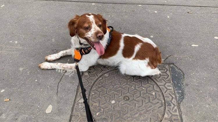 de la vallée de la Py - Reçu une photo de Lucky de la vallée de la py merci