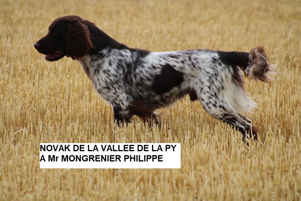 de la vallée de la Py - CONCOURS DE FIELD TRIALS D'AUTOMNE 2019