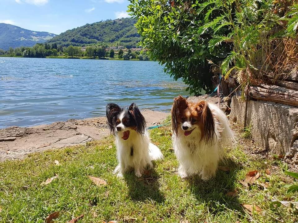 de la vallée de la Py - Reçu une photo de Nala et Madiba de la vallée de la py merci