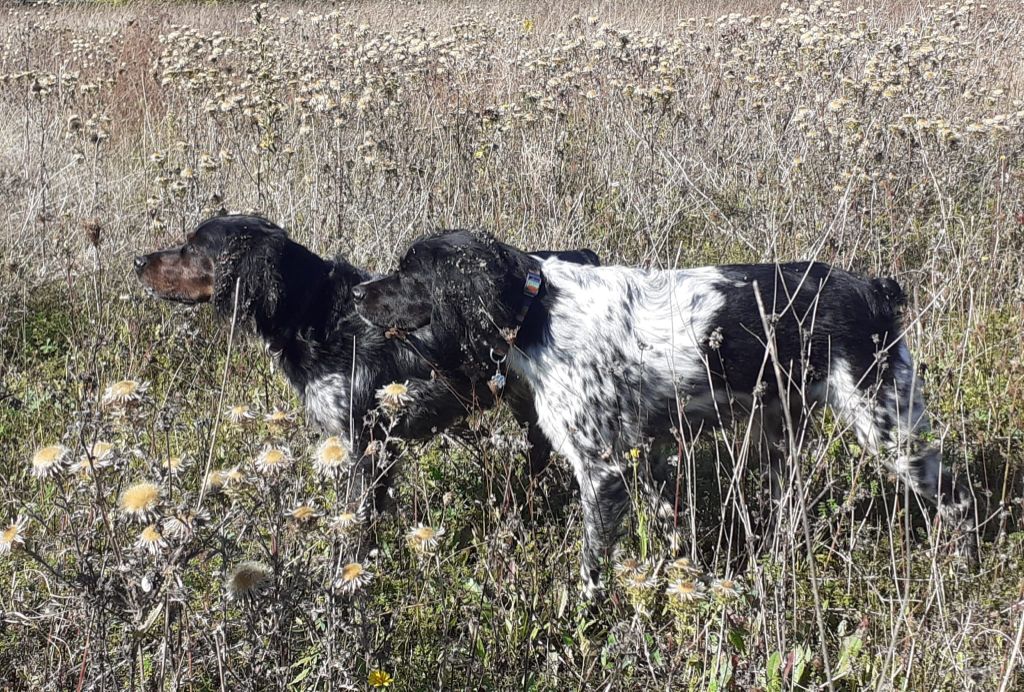 de la vallée de la Py - Reçu une photo de Oxa et Rika de la vallée de la py merci