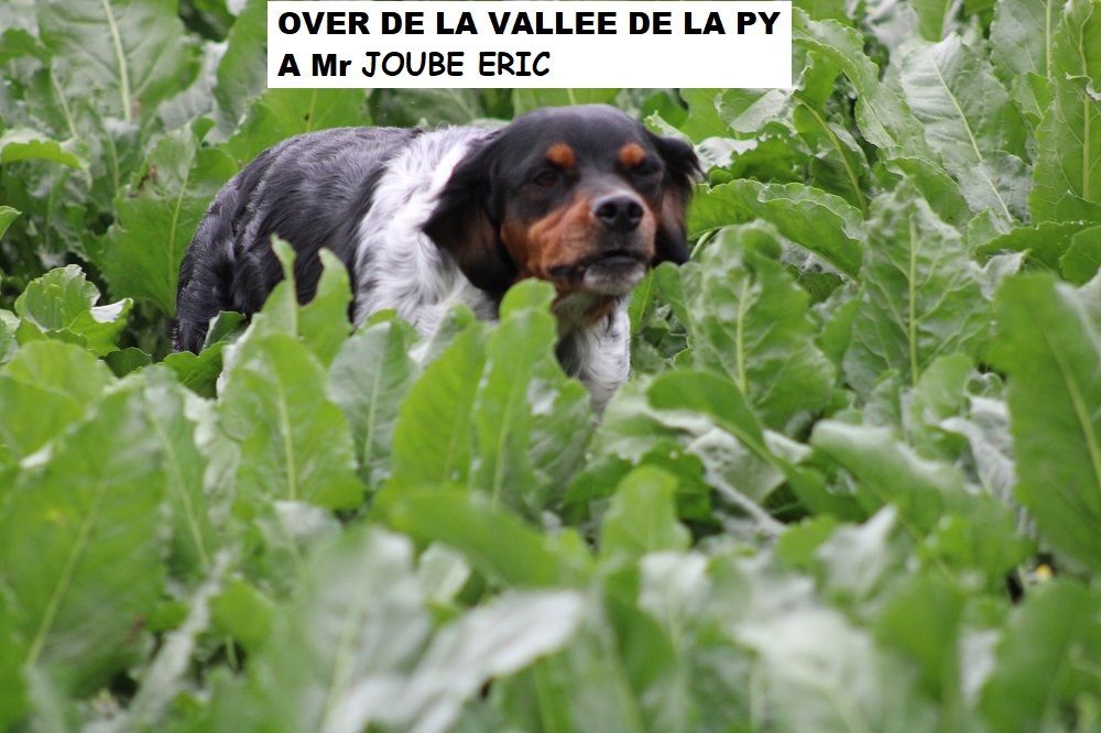 de la vallée de la Py - CONCOURS DE  FIELD TRIAL  D' AUTOMNE 2023