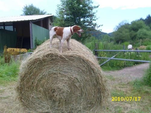 de la vallée de la Py - UNE  NOUVELLE PHOTO DE JESSIE