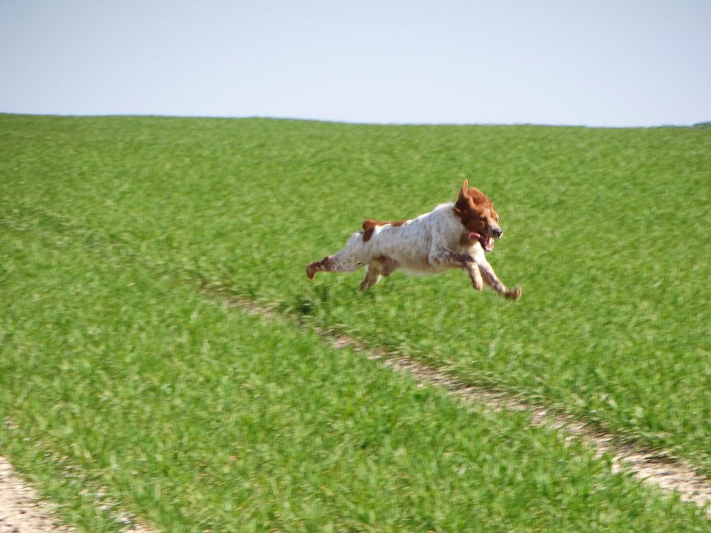 de la vallée de la Py - CONCOURS DE FIELD TRIAL DE PRINTEMPS 2017