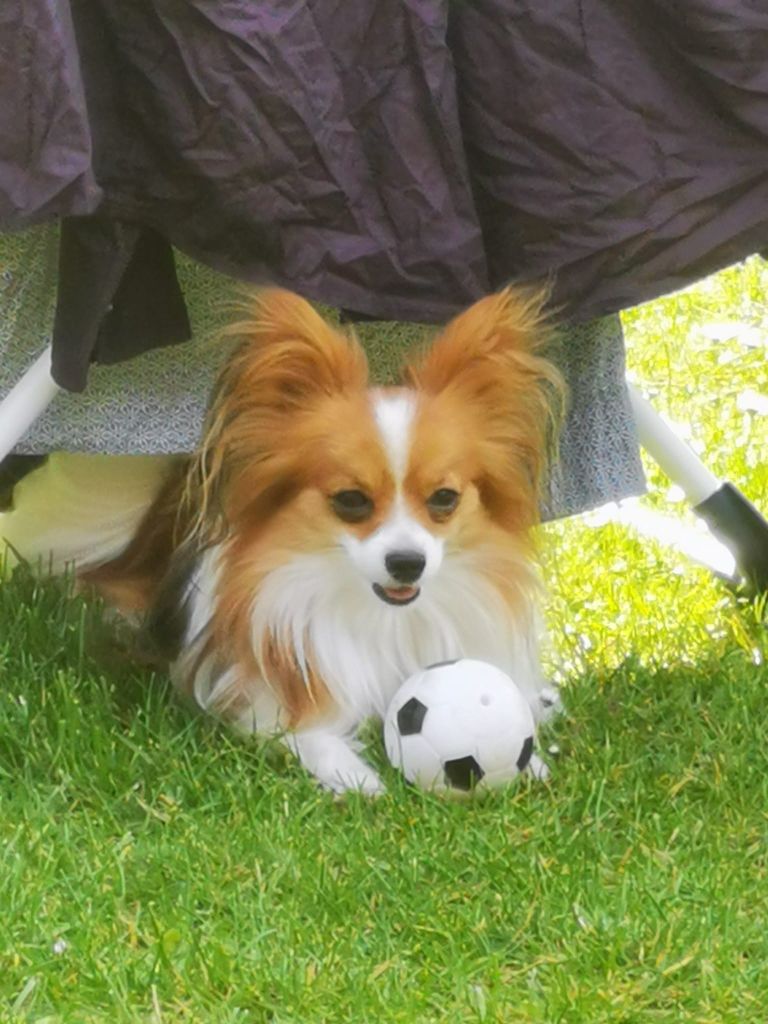 de la vallée de la Py - Reçu une photo de Sweety de la vallée de la py merci