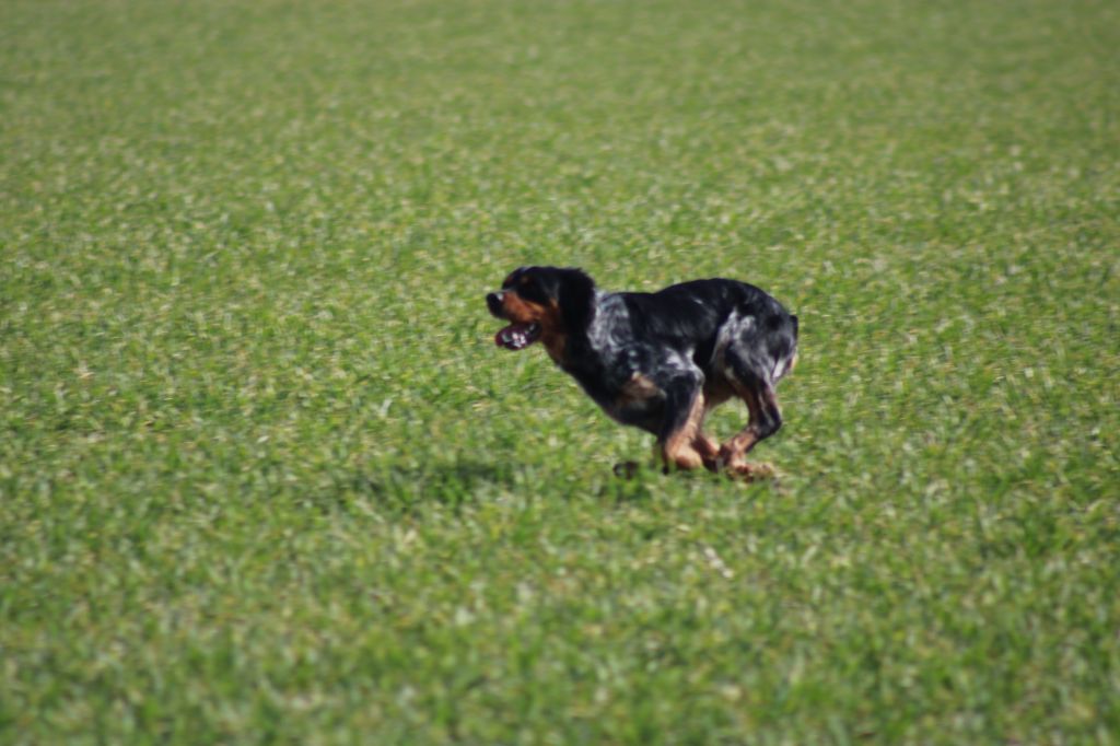 de la vallée de la Py - CONCOURS DE  FIELD TRIAL  D AUTOMNE 2022