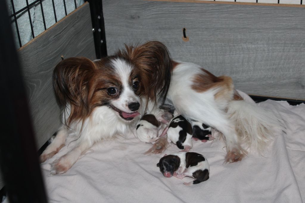 de la vallée de la Py - Naissance de 4 petits MALES de ORNA et LUCKY