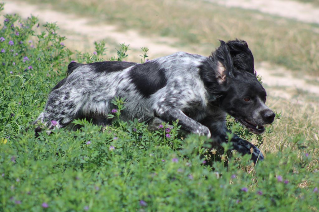 de la vallée de la Py - CONCOURS DE FIELD TRIALS D'AUTOMNE 2019