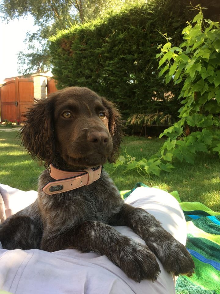 de la vallée de la Py - RECU UNE PHOTO DE PEPPA DE LA VALLEE DE LA PY MERCI