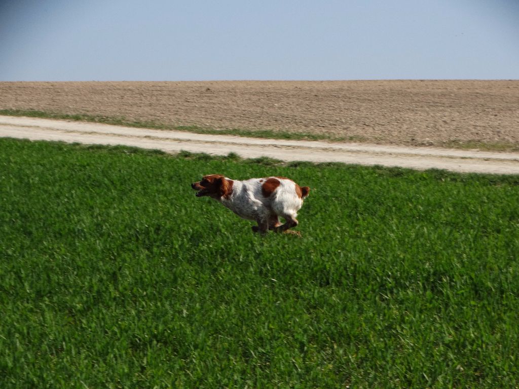 de la vallée de la Py - CONCOURS DE FIELD TRIAL DE PRINTEMPS 2017