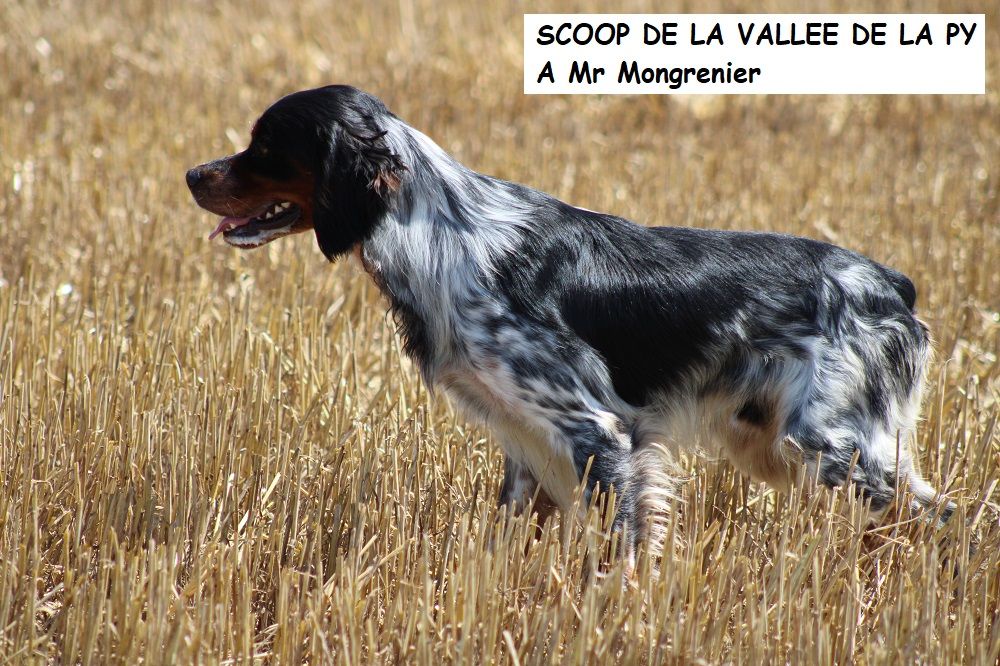 de la vallée de la Py - CONCOURS DE  FIELD TRIAL  D AUTOMNE 2022