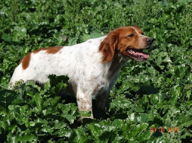 de la vallée de la Py - FIELD TRIAL D'AUTOMNE 2016