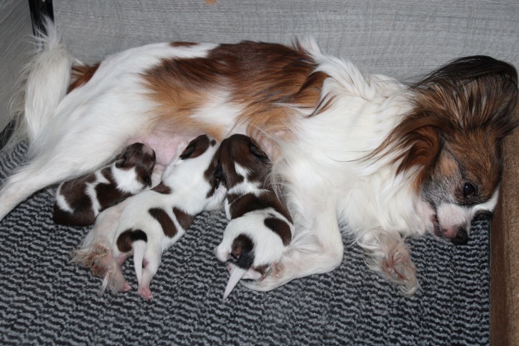 de la vallée de la Py - les bébés de poupette a 7 jours