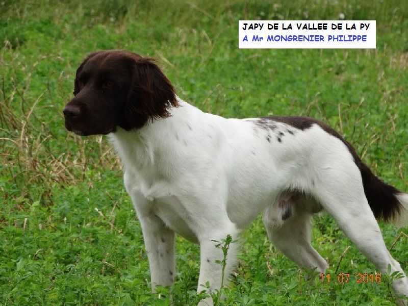 de la vallée de la Py - CONCOURS DE FIELD TRIAL D'AUTOMNE 2018 