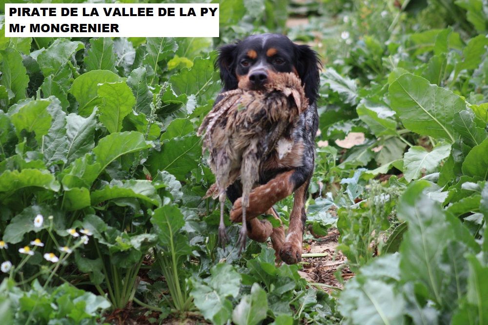 de la vallée de la Py - CONCOURS DE  FIELD TRIAL  D AUTOMNE 2022