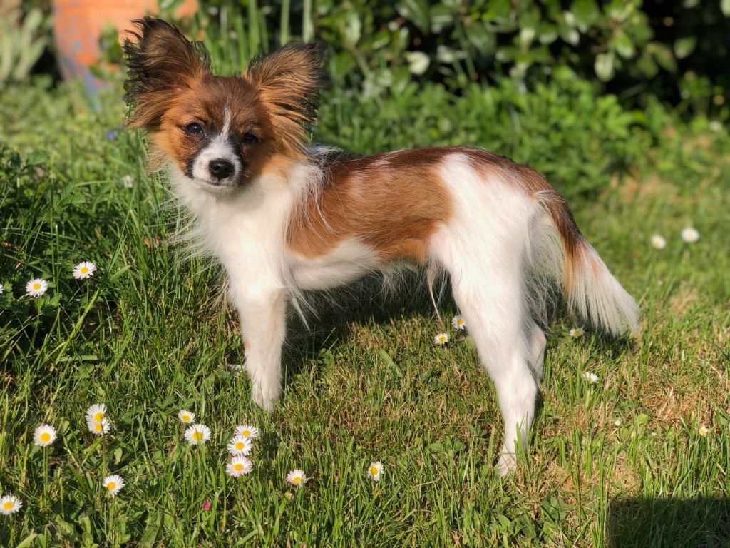 de la vallée de la Py - Reçu une photo de Sherlock de la vallée de la py merci