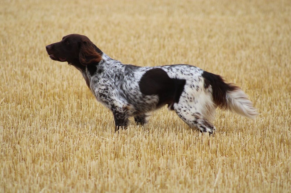 de la vallée de la Py - CONCOURS DE FIELD TRIALS D'AUTOMNE 2019