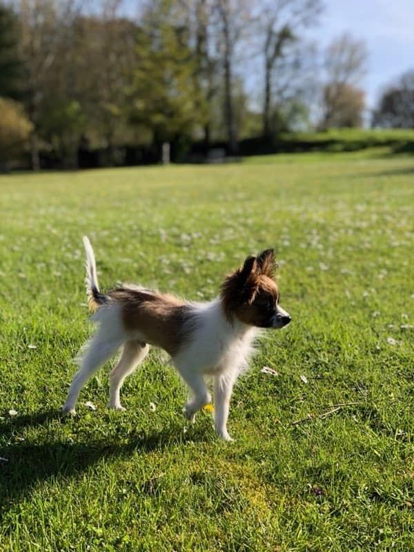 de la vallée de la Py - Reçu une photo de Sherlock de la vallée de la py merci