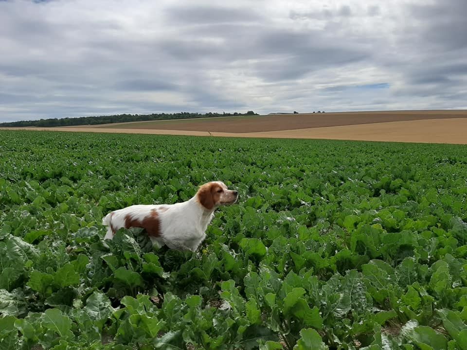 de la vallée de la Py - Pepsy de la vallée de la py en débourrage a l'élevage