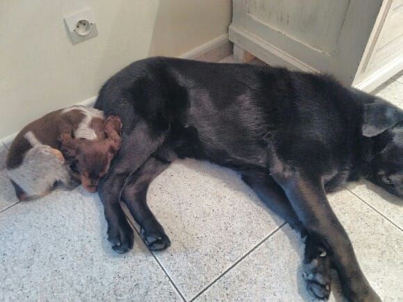 de la vallée de la Py - Reçu une photo de Pesto  avec son copain Labrador merci