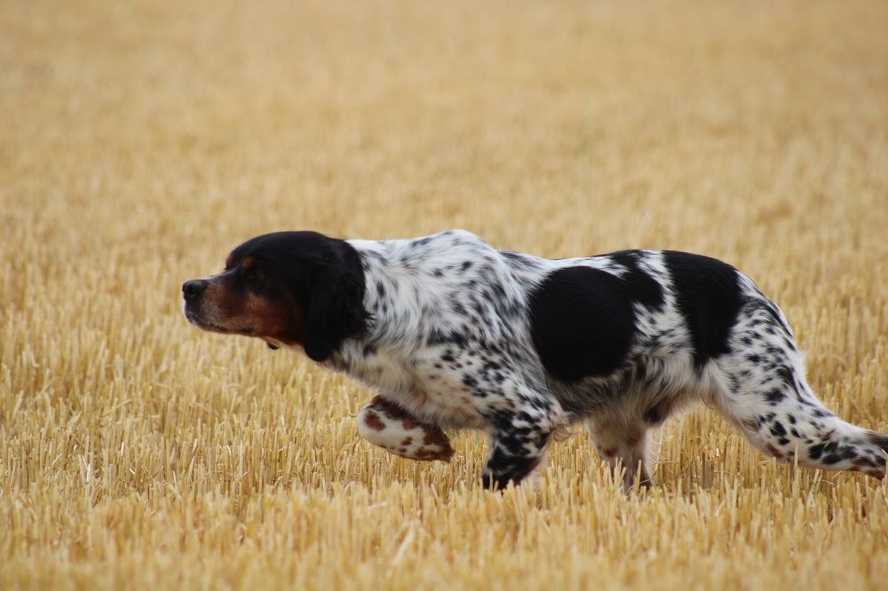 de la vallée de la Py - FIELD TRIALS D'AUTOMNE 2020