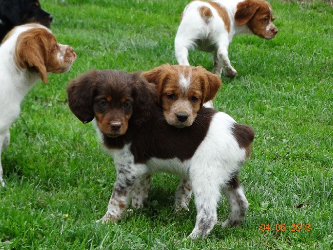 de la vallée de la Py -  UNE PHOTO DES CHIOTS 