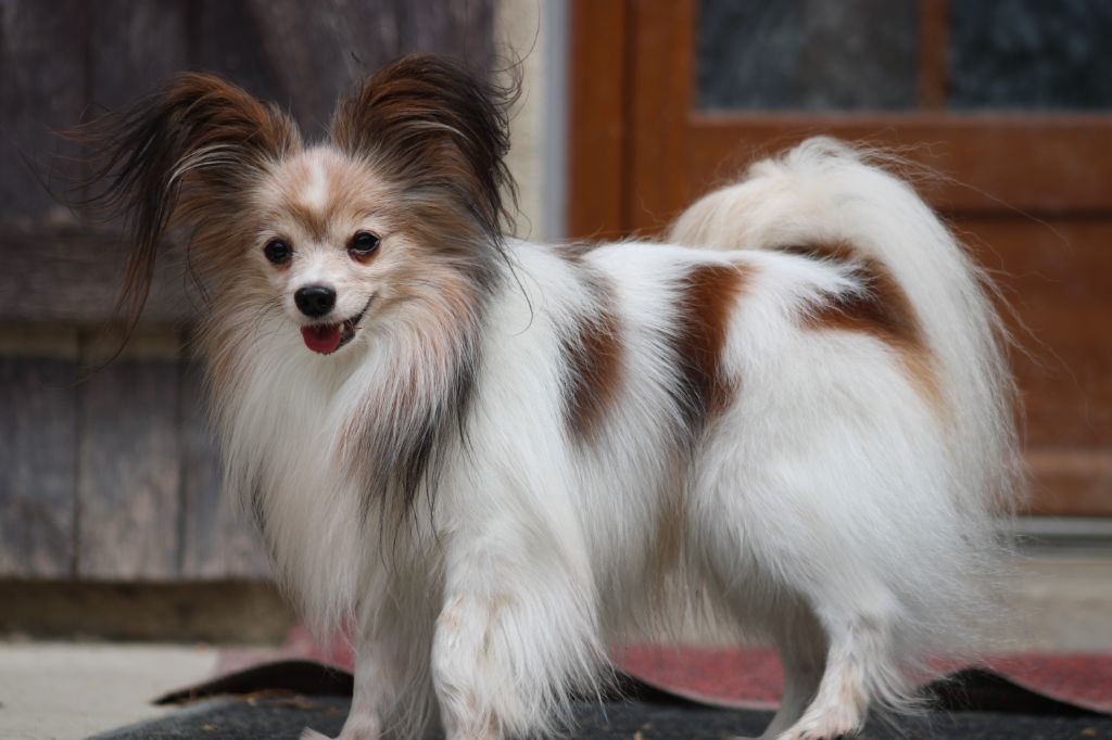 de la vallée de la Py - Déja 9 ans le doudou Lucky