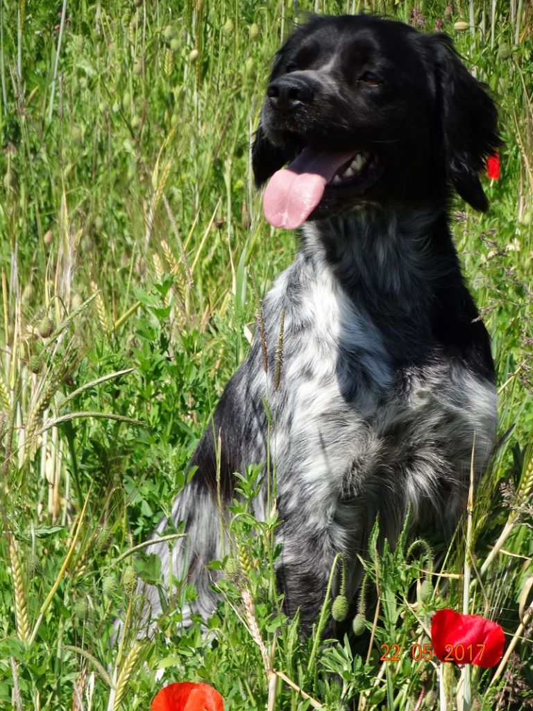 de la vallée de la Py - CONCOURS DE FIELD TRIALS DE PRINTEMPS 2019