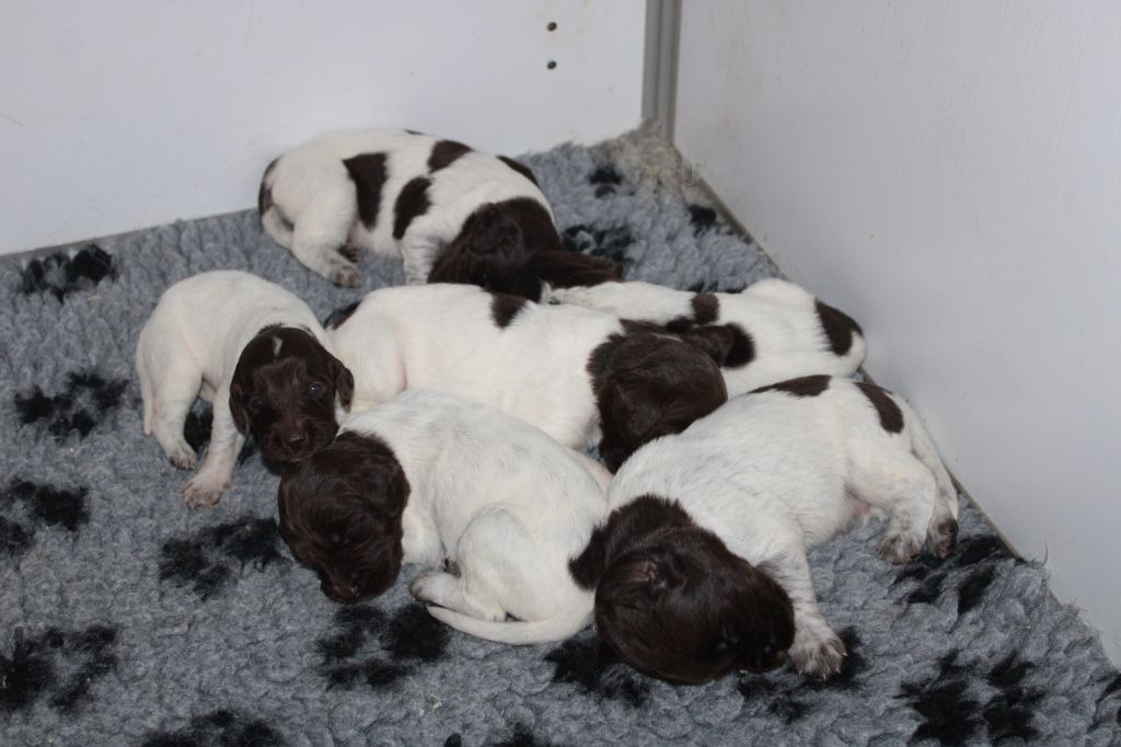 de la vallée de la Py - Les photos des bébés de Mona avec Liver a 2 semaines