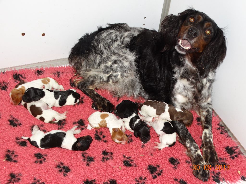 de la vallée de la Py - LES CHIOTS DE IZZY ET JECK SONT NES 8 BEAUX BEBES