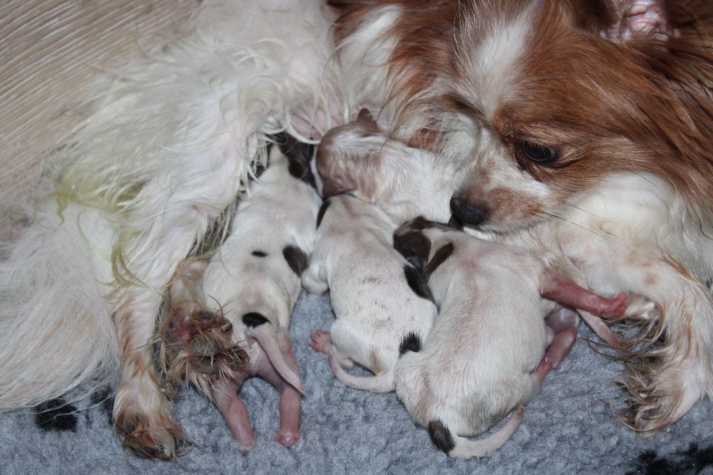 de la vallée de la Py - Naissance de 4 petits loulous 3M et 1F de ODINE et OWEN