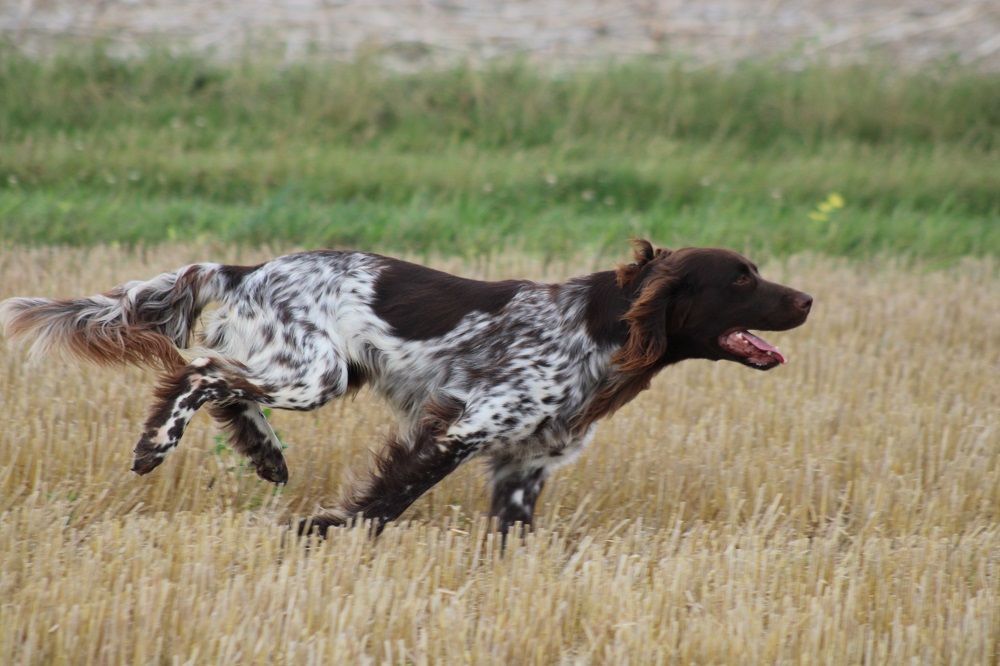 de la vallée de la Py - CONCOURS DE  FIELD TRIAL  D AUTOMNE 2024