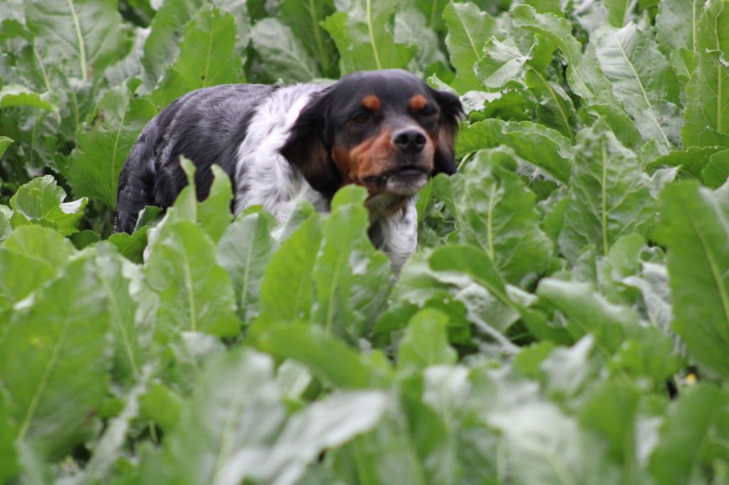 de la vallée de la Py - CONCOURS DE  FIELD TRIAL  D AUTOMNE 2021