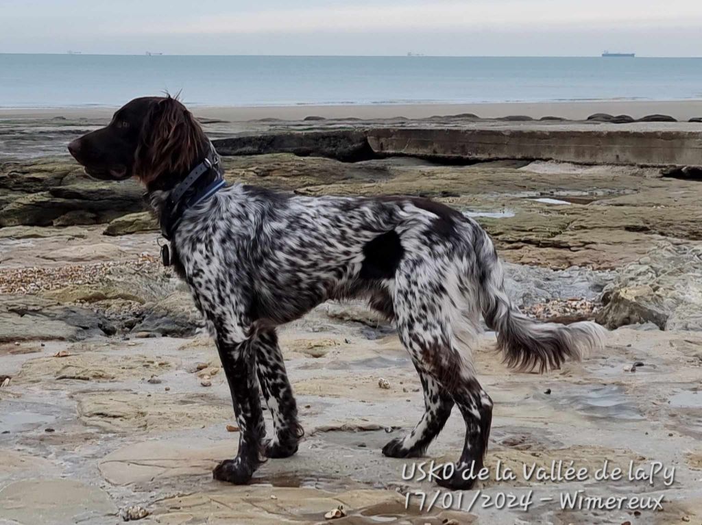 de la vallée de la Py - Reçu une photo de Usko de la vallée de la py merci