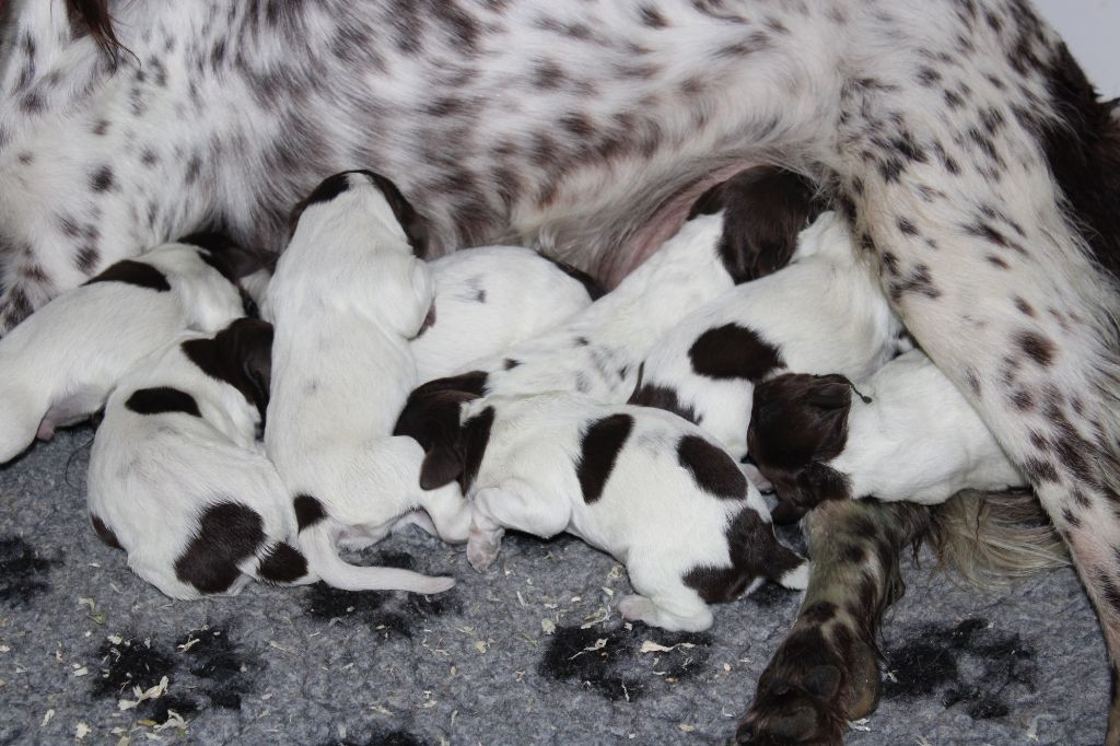 de la vallée de la Py - Naissance de 8 bébés 4F et 4 M  Nanouk avec Marcus 