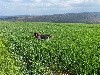  - Reçu une photo de Sully de la vallée de la py merci