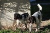  - Visite a l'élevage de Rosco et Sako de la vallée de la py 