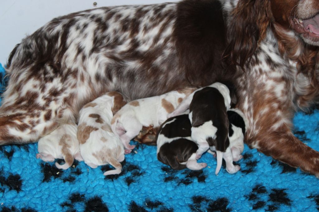 de la vallée de la Py - Naissance de 6 beaux bébés de Mimi et Jule