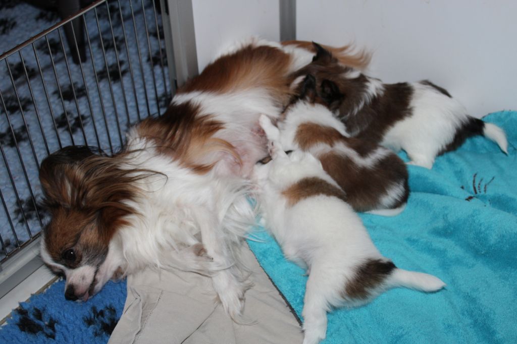 de la vallée de la Py - les bébés de Poupette et Lucky