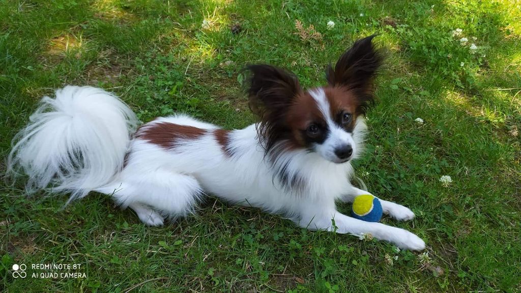 de la vallée de la Py - Reçu une photo de Rocket de la vallée de la py merci