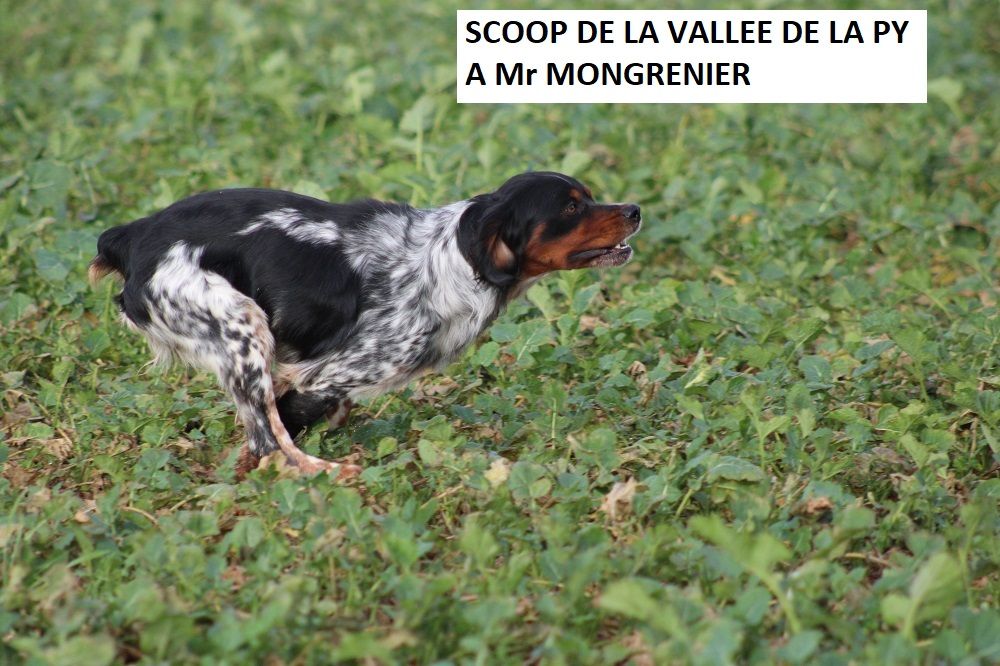 de la vallée de la Py - CONCOURS DE  FIELD TRIAL  D 'AUTOMNE 2024