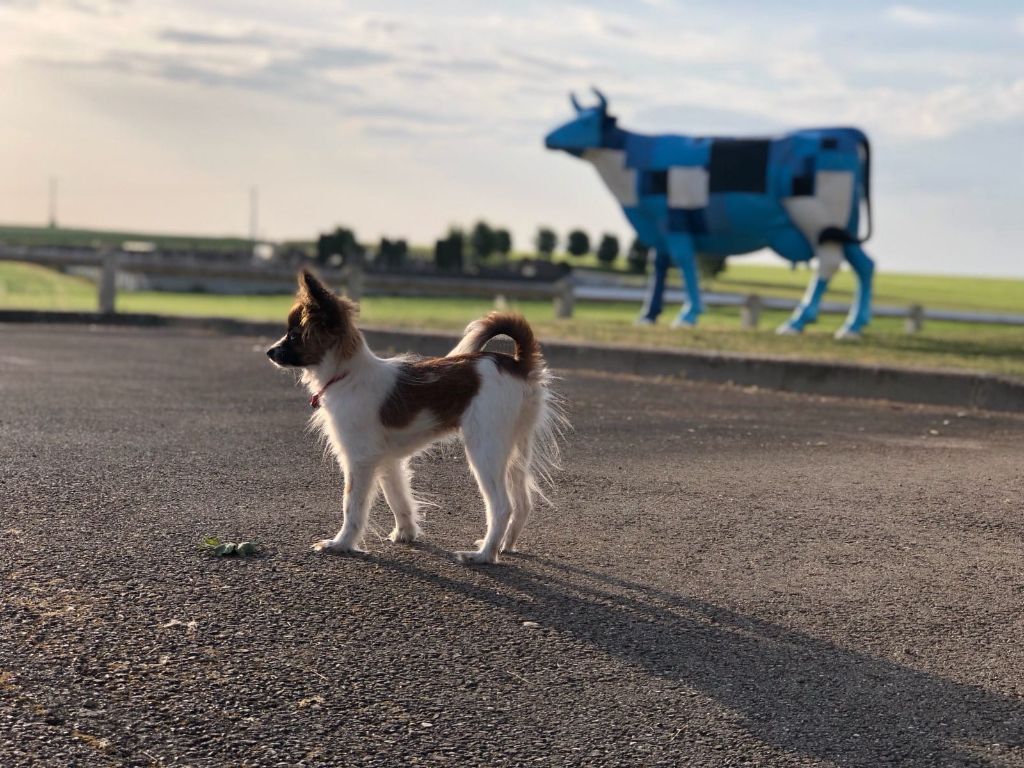 de la vallée de la Py - Reçu une photo de Sherlock de la vallée de la py merci