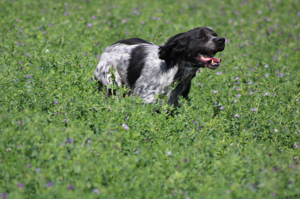 de la vallée de la Py - CONCOURS DE FIELD TRIALS D'AUTOMNE 2019