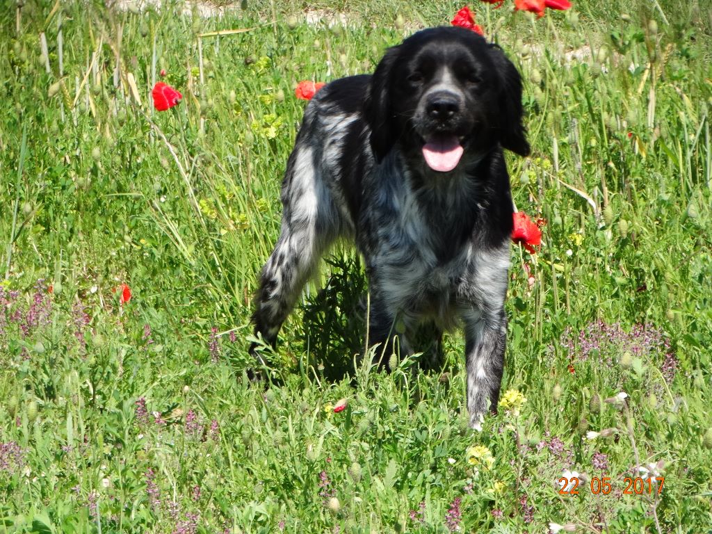 de la vallée de la Py - CONCOURS DE FIELD TRIALS DE PRINTEMPS 2019